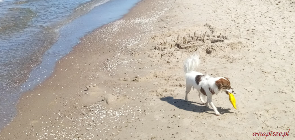 pies na publicznej plaży